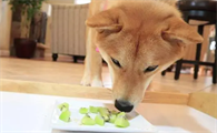 狗能吃猕猴桃吗为什么