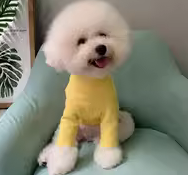 吉米娃娃宠物衣服算不算品牌 吉米娃娃宠物衣服算不算品牌