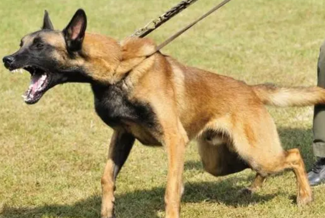 马犬打猎怎么样好不好