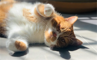 小猫不晒太阳会怎么样啊