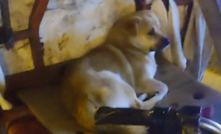 只因夸了环卫工爷爷的狗可爱,他就送了奶茶给女生,善良与陪伴啊 只因夸了环卫工爷爷的狗可爱,他就送了奶茶给女生,善良与陪伴啊