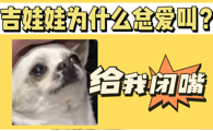 吉娃娃总是爱吠叫？原因找到了！