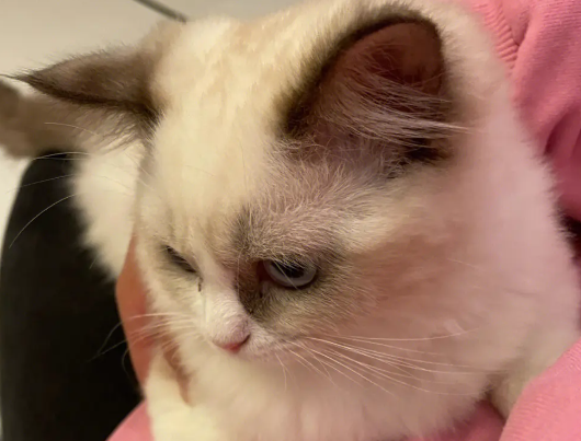 布偶猫可以吃老鼠吗?猫捉老鼠的原因原来是这个! 布偶猫可以吃老鼠吗?猫捉老鼠的原因原来是这个!
