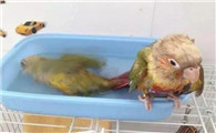 鹦鹉多久洗澡