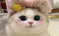 猫罐头有哪几种
