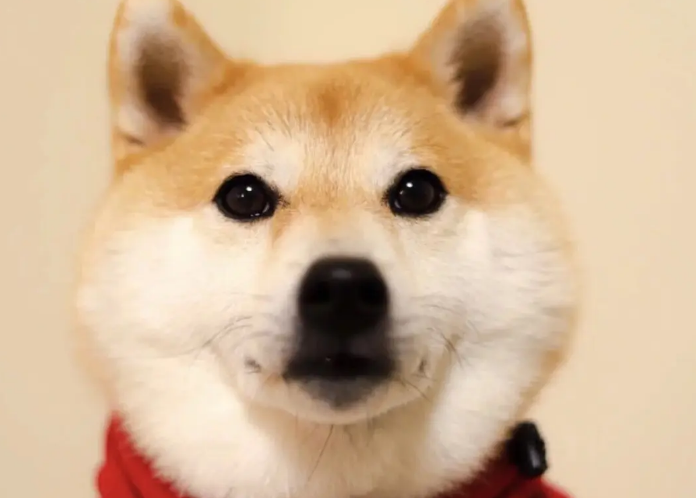小柴犬不吃狗粮怎么办？是什么原因？