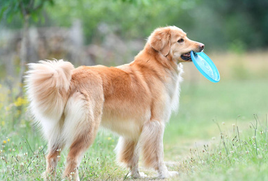 金毛犬怎么训练大小便次数的