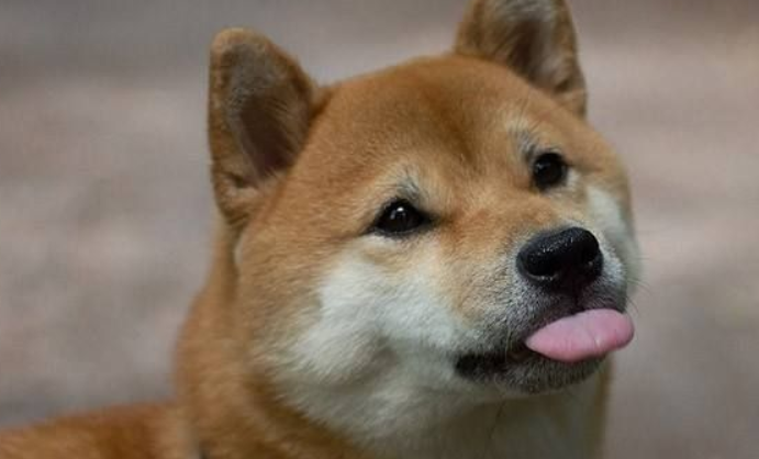 柴犬能吃米饭吗?柴犬吃米饭的好处? 柴犬能吃米饭吗?柴犬吃米饭的好处?