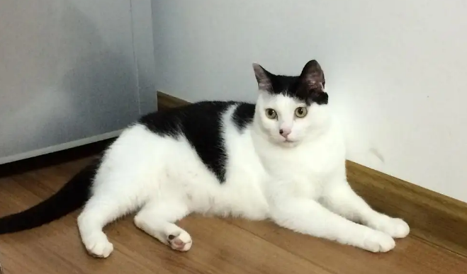 什么猫可以生出奶牛猫 什么猫可以生出奶牛猫
