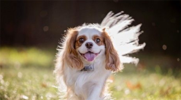 查理士王小猎犬饲养方法?补充些钙质是很有必要的 查理士王小猎犬饲养方法?补充些钙质是很有必要的