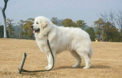 大白熊犬的饲养 一般来说可以适当的多加一餐 大白熊犬的饲养 一般来说可以适当的多加一餐