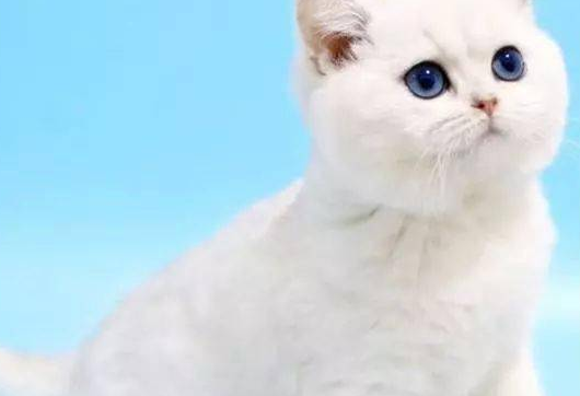 银渐层猫挑食怎么办?宠主来看看吧 银渐层猫挑食怎么办?宠主来看看吧