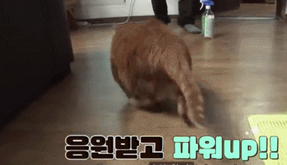猫咪瘦身记:18岁的高龄橘猫胖成猪,几天后减肥就颇见成效 猫咪瘦身记:18岁的高龄橘猫胖成猪,几天后减肥就颇见成效
