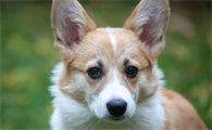 狗狗犯癫痫应该怎么办?