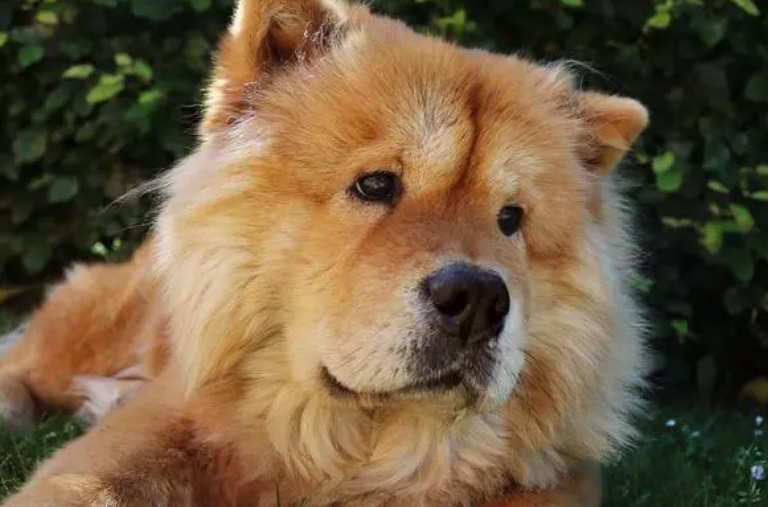 带松狮犬出去玩耍的好处和要注意的事项！