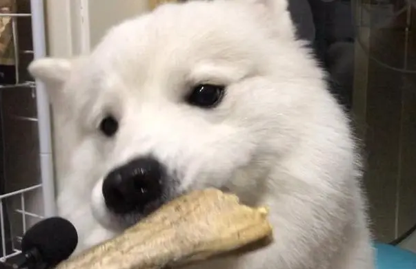 两个月的萨摩耶多久喂一次食物比较好