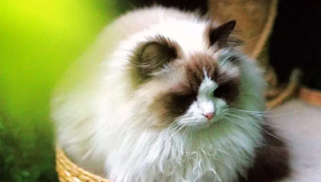布偶猫尾巴都是蓬松吗?布偶猫尾巴不蓬松是怎么回事? 布偶猫尾巴都是蓬松吗?布偶猫尾巴不蓬松是怎么回事?