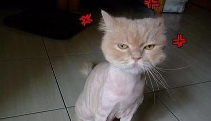 猫咪怕热吗？夏天怎么办？