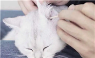 宠物店给猫咪洗耳朵一次多少钱