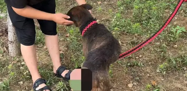 保护主人却被砍断腿的狗狗,竟险些被卖上狗肉车 保护主人却被砍断腿的狗狗,竟险些被卖上狗肉车