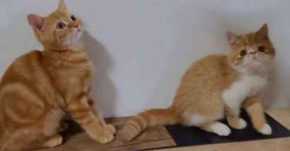 菊猫与虎斑猫性格有什么区别