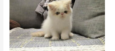 猫咪上火了怎么办?猫咪上火吃什么降火最快? 猫咪上火了怎么办?猫咪上火吃什么降火最快?