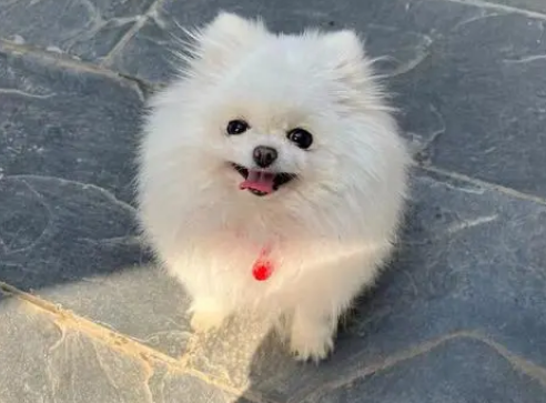 为什么博美狗狗呕吐拉稀