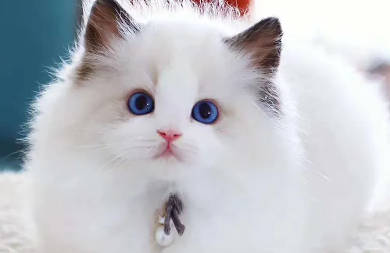 布偶猫吃什么肉好 布偶猫原来吃这个肉最好 布偶猫吃什么肉好 布偶猫原来吃这个肉最好