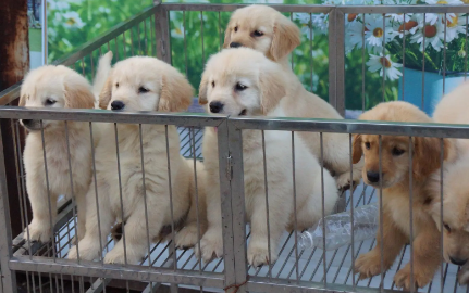 国内比较有名的金毛犬舍有哪些 国内比较有名的金毛犬舍有哪些