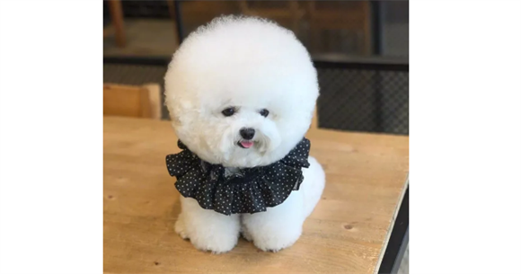 狗狗能用人的沐浴露吗? 狗狗能用人的沐浴露吗?