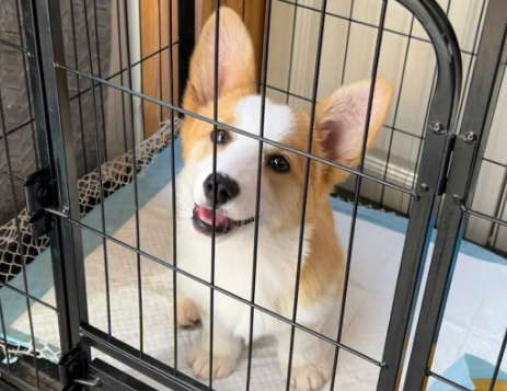 柯基犬吃多了会怎么样