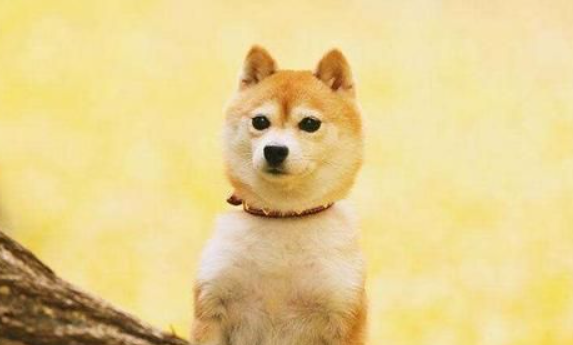 柴犬怎么养和养柴犬的禁忌? 柴犬怎么养和养柴犬的禁忌?