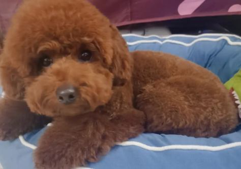 泰迪犬什么时候剃胎毛？泰迪犬剃胎毛后常见疾病？