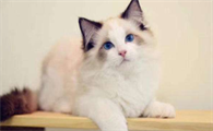 布偶猫和矮脚猫选哪个？这么选就对了！