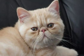 扁脸猫泪痕严重怎么办？来了解下吧