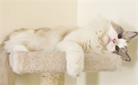 布偶猫什么颜色最好看？布偶猫原来有这么多种颜色