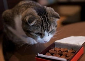 猫咪吃了巧克力该怎么办?