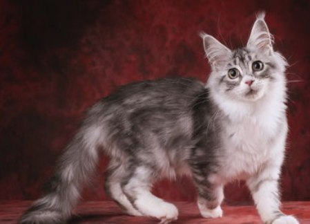 非纯种猫好养吗？