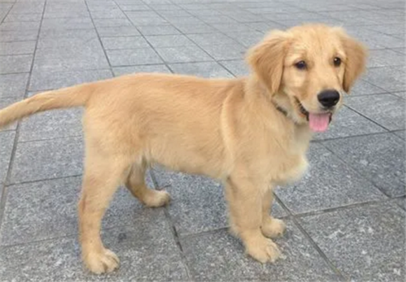 为什么不建议养金毛犬