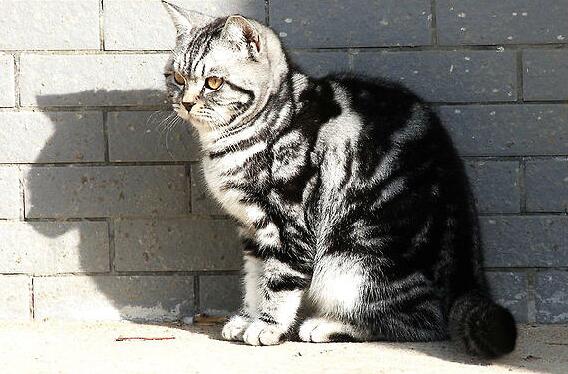为什么很多不喜欢虎斑猫