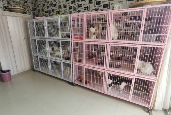 宠物店寄养宠物多少钱一个月