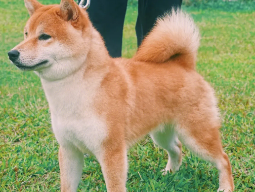 别人养过的柴犬好养吗？怎样帮助柴犬适应新主人？