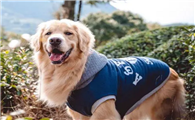 petstyle宠物衣服好吗