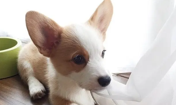 狗狗腹泻？不一定就是犬瘟或细小？