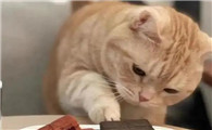 猫吃巧克力会不会死啊
