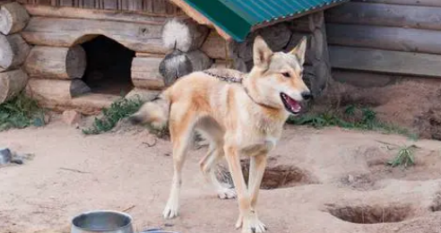 兰州犬舍哪家最好