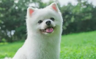 狗狗智商为什么这么高呢