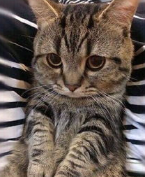 猫为什么一直叫不停怎么办? 猫为什么一直叫不停怎么办?