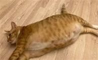 小猫肚子鼓鼓的硬硬的怎么回事啊