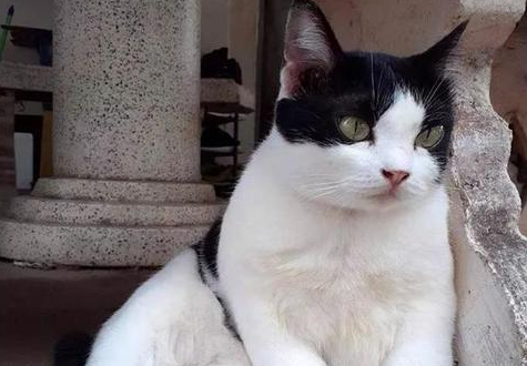 奶牛猫对主人有感情吗 奶牛猫对主人有感情吗